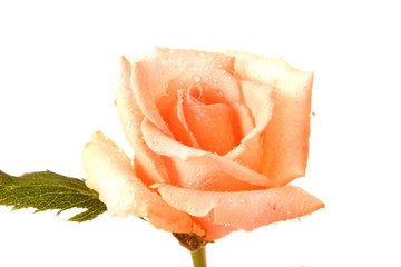 White rose with water drops isolated