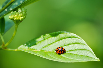 Insekten und Blätter