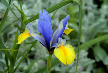 Irys - kwiat © rak7