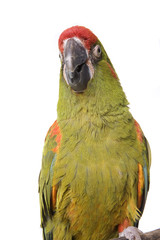 Macaw, Red Fronted, isolated on white