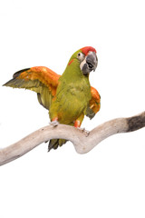 Macaw, Red Fronted, isolated on white