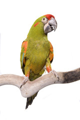 Macaw, Red Fronted, isolated on white