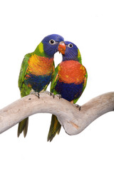 Lory, Blue Mountain Rainbow, isolated on white