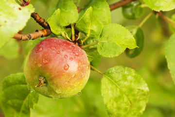 Closeup of a Small Red Apple on an Apple Tree