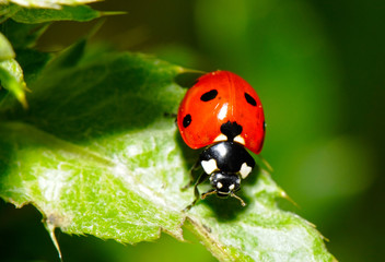 the Ladybird