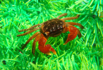 midget mangrove crab lately in aquarium