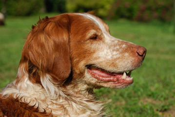 Chien d'arrêt, épagneul breton