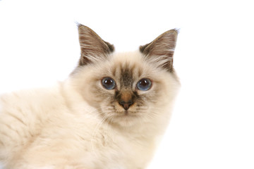 les yeux bleus d'un chat Sacré de Birmanie