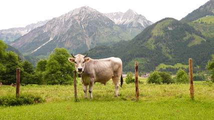 Fototapeta na wymiar Kuh im Oberallgäu