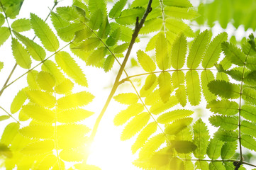leaf