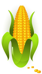 Obraz premium Corn