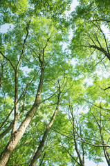 forest