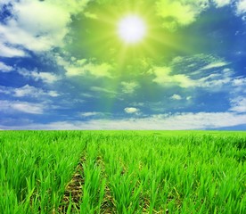 Obraz premium green field