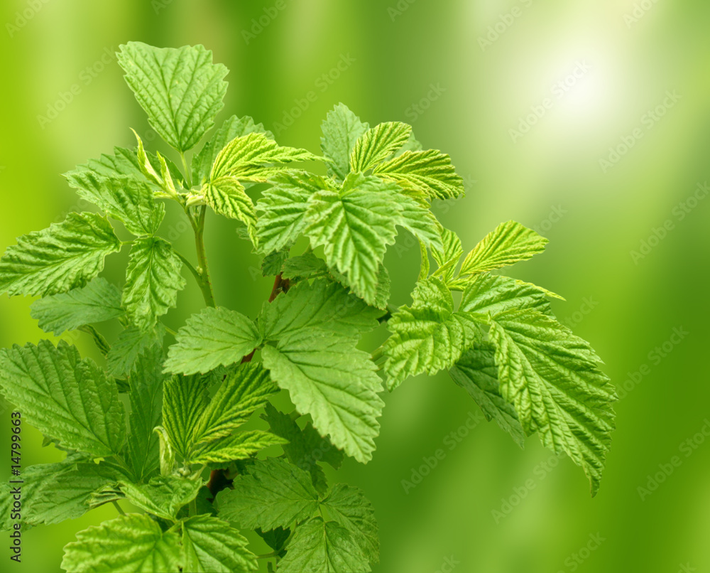 Canvas Prints Leaves of a raspberry