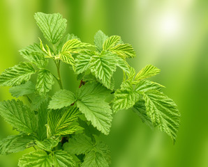 Leaves of a raspberry