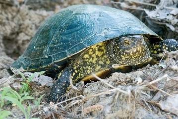 tortoise in a sand