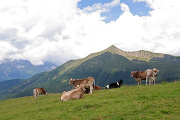 Fototapeta na wymiar Almküh w Südtirol