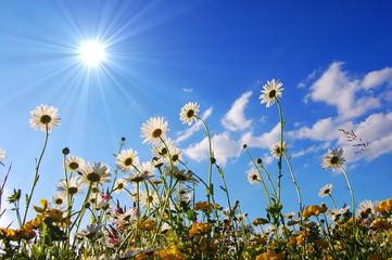 flowers from below