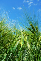Naklejka premium wheat grain under blue sky
