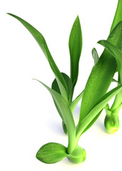 Obraz premium bulbes d'agave