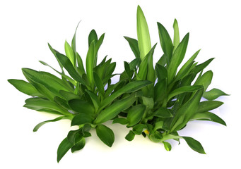 bouquet de bulbilles