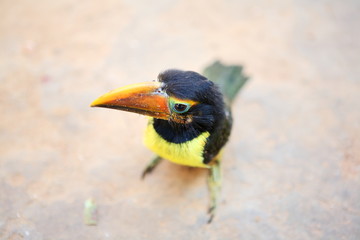 Toucan chick