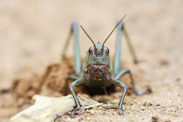 Grasshopper
