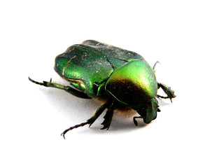 Beetle