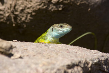 ramarro