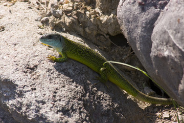ramarro