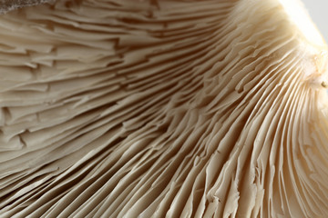 Austernpilze auf weiss