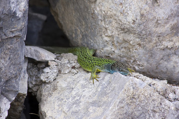 ramarro