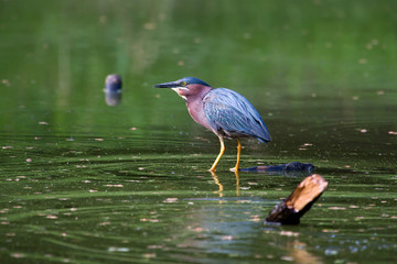 Green Heron Fishing