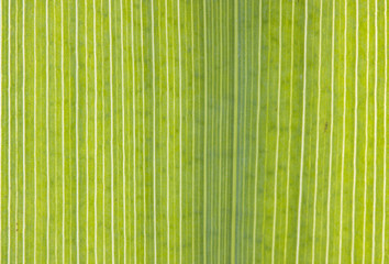 Fototapeta premium Parallel veins in the leaf of a Yellow Iris