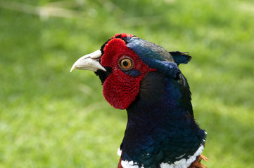 Pheasant
