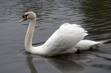 Mute swan