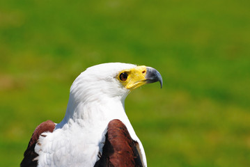 Aguila