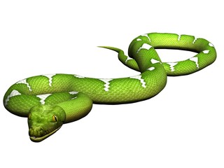 Crawling green python