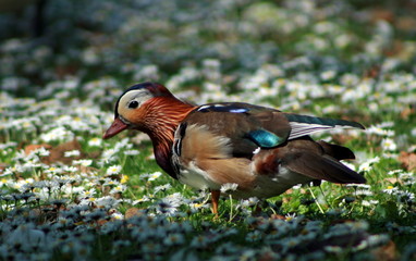 oiseau et pâquerettes