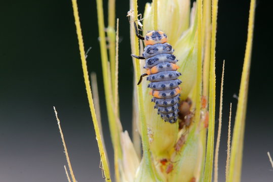 insetti parassiti dei cerali