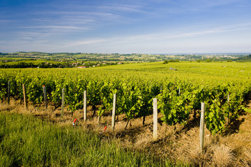Fototapeta na wymiar winnice w regionie w pobliżu Wybrzeża Mâconnais Fuissé, Burgundia, Francja
