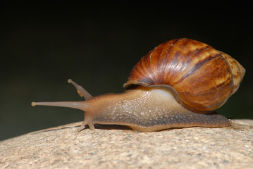 Snail
