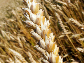 Golden Wheat Ear
