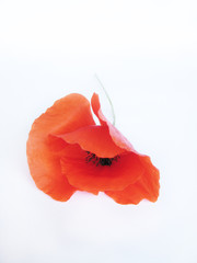 mohn