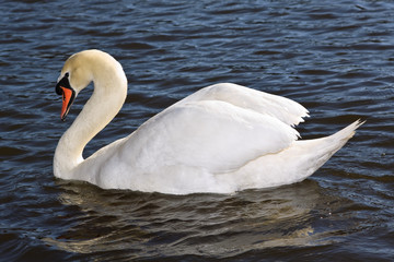 Naklejka premium White swan