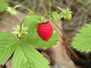 Fraises des bois