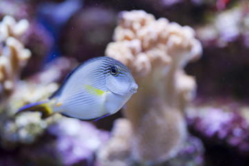 Obraz premium marine aquarium fish tank