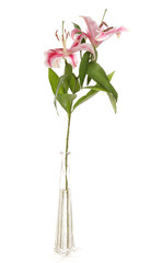 Lilies in a studio cutout