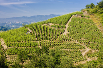 grand cru vineyard, Côte Rotie, Rhône-Alpes, France