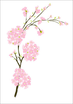Dekoratives Kirschblüten Ornament